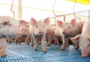Preço do suíno acumula 13 quedas em 2026 e aumenta pressão sobre produtores de SC