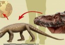Réptil que viveu antes dos dinossauros é descoberto no Brasil