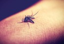 Com mortes no Oeste, SC registra 17 óbitos por dengue e mais de 24 mil casos em 2025