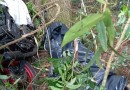 Motociclista morre após sair da pista e colidir contra árvores
