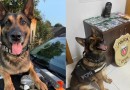 Cão policial que ajudou a apreender 12 toneladas de drogas se aposenta após diagnóstico de câncer