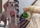 Localizada! Família procura por cachorrinha desaparecida.Paga-se recompensa