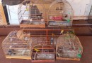 Polícia Civil resgata 70 animais em situação de maus-tratos