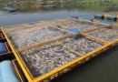 Operadora de usinas no Rio Iguaçu recebe multa de R$ 4 milhões após morte de peixes