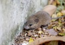 Oitava morte por leptospirose é confirmada no RS