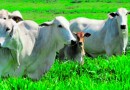 Países voltam a comprar carne bovina do Brasil
