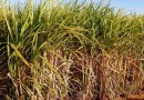Conab aponta aumento de 4,4% na produção de cana-de-açúcar na safra 2022/23