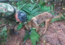 Três crianças e um bebê sobrevivem sozinhos por 17 dias na Amazônia após queda de avião