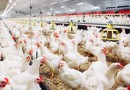 Após China e UE, Argentina suspende importações de frango do Brasil