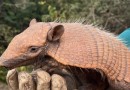 Obra de restauração da BR-163 já protegeu mais de 600 animais silvestres