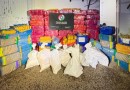 Polícia Militar apreende cerca de 1,8 tonelada de maconha em depósito no Sul de Santa Catarina