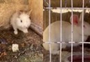 Polícia Civil e ONGs resgatam mais de 20 coelhos abandonados após a Páscoa