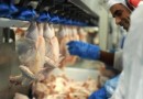 Santa Catarina registra crescimento nas exportações de frango em julho