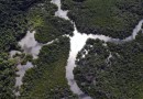 Com queda de 54%, Paraná foi o estado que mais reduziu o desmatamento da Mata Atlântica