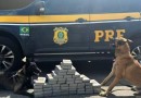 Homem foge de fiscalização no PR e é preso com 53 quilos de cocaína em SC
