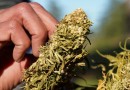 Anvisa proíbe importação de cannabis in natura, mesmo se for para uso medicinal