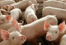 Exportação de carne suína do Brasil registra 2º maior volume mensal da história, diz associação