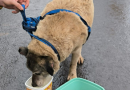 Bombeiros resgatam cachorro ferido que ficou preso embaixo de residência