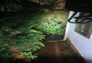 PM encontra pé de maconha plantado em vaso ao lado de residência