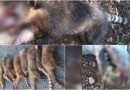 Delegado explica como foram as investigações da operação contra caça ilegal e maus-tratos a animais