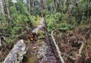 Pesquisadores querem clonar árvore centenária após queda de araucária gigante no Meio-Oeste