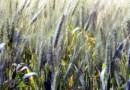 Produção de trigo em SC deve crescer 55%, maior alta entre os cultivos de inverno