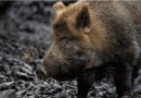Santa Catarina sanciona lei que permite a caça de javalis