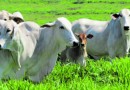 Carne bovina: Exportações reduzem em julho