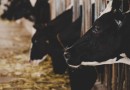 São José do Cedro e Guarujá do Sul tem 13 vezes mais gado e galinha do que pessoas