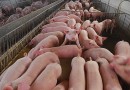 Santa Catarina alcança melhor desempenho do ano na exportação de carnes