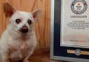Cachorro de 23 anos recebe título de mais velho do mundo