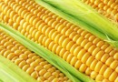 Confira a situação atual do mercado de milho nos estados