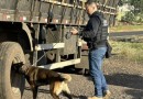 Operação FARO intensifica fiscalização e combate ao crime no Oeste catarinense com apoio de cães policiais