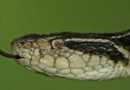 Cobra comum em Santa Catarina, surucucu pode ser solução contra a Covid-19