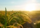 Oeste alcança R$ 5 bilhões na produção agrícola e mantém liderança em SC