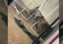 Onça-pintada é encontrada escondida em quintal de casa em Foz do Iguaçu