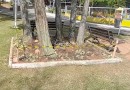 Zelador faz apelo para que não sejam destruídas plantas recém-plantadas na praça Dalilo Quintino Pereira