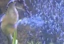 Mais de 300 cavalos-marinhos nascem no Oceanic Aquarium; veja vídeo