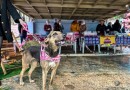 Grupo Amigo Bicho promove Arraiá com Feirinha e Desfile de Cães