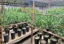 Homem tenta fugir, mas é preso após polícia descobrir plantação de maconha em residência