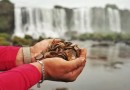 Quase 400 quilos de moedas são retirados das Cataratas do Iguaçu e acendem alerta ambiental