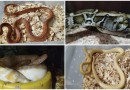 Cobras de origens europeia e norte-americana são encontradas em cativeiro