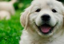 Santa Catarina ocupa a 2ª posição em número de cães furtados ou roubados