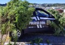 Pé de maconha de 15 kg é apreendido na Serra e suspeito diz: ‘consumo pessoal’