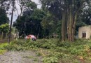 Ventos fortes derrubam árvores e interditam trânsito na BR-282