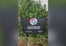 Casal que cultivava pés de maconha é detido no interior
