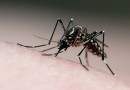 Brasil supera a marca de 2 milhões de casos de dengue em 2024 e registra 682 mortes