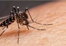 Europa está em alerta com alta nos casos de dengue