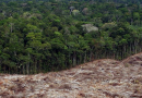 Desmatamento na Amazônia cai 33% no primeiro semestre
