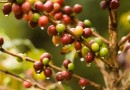 Desvalorização do café: ajustes nos preços e dados da ICE